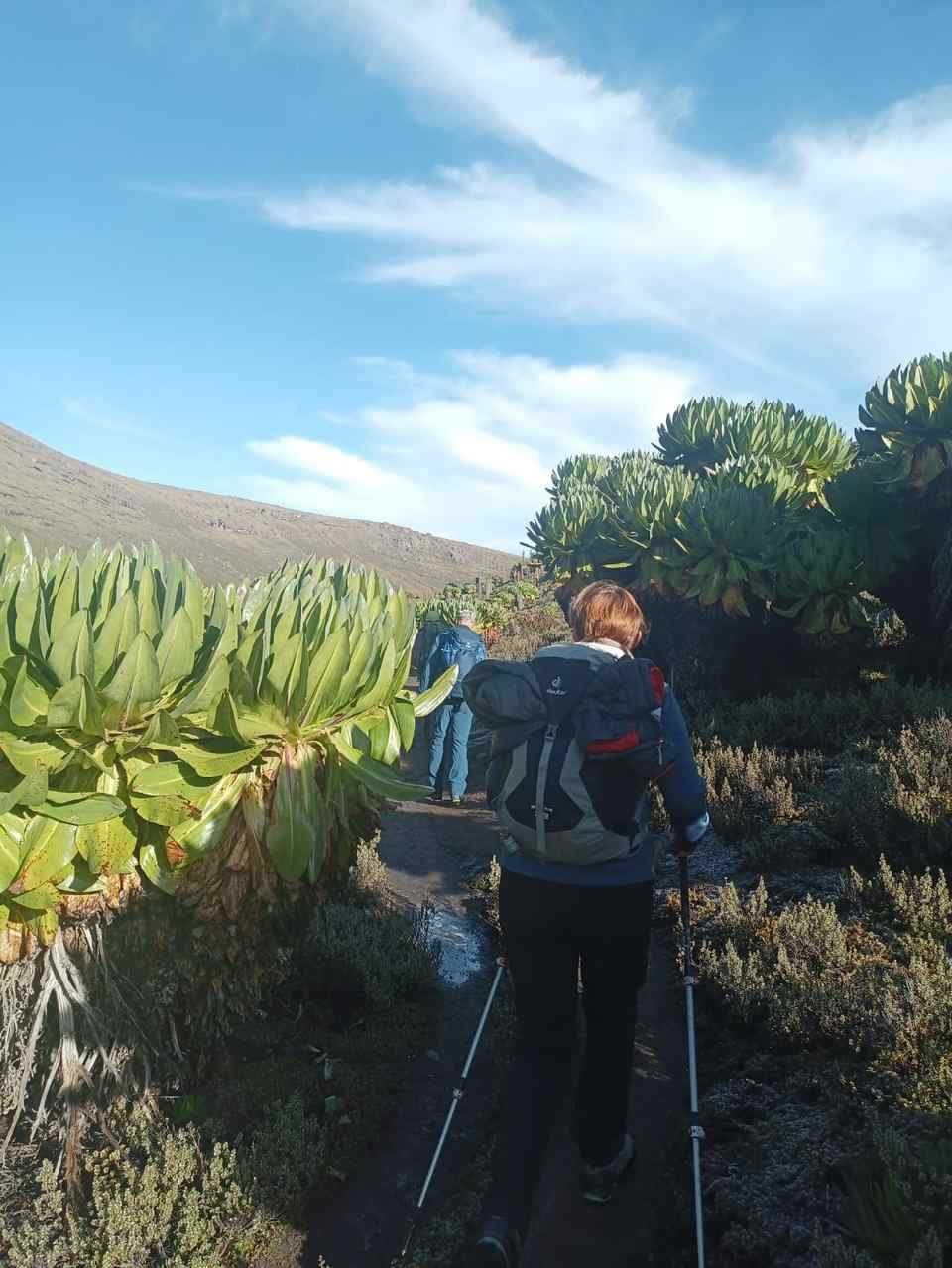 Mount Kenya Day Hike — 1 Day