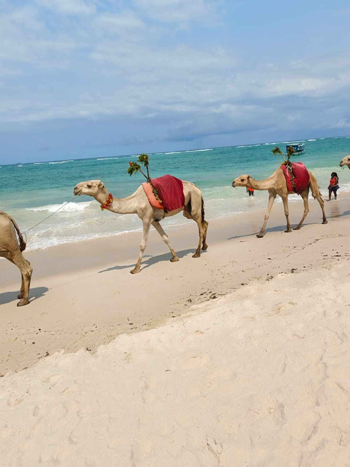 Safari & Beach — Mara + Diani, 7 Days