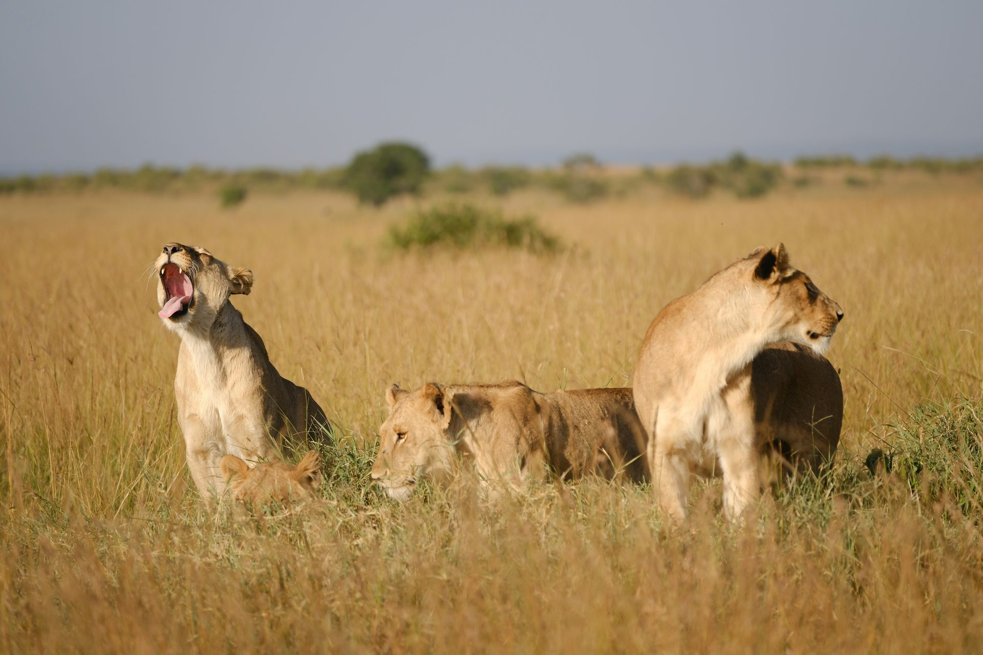 Maasai Mara