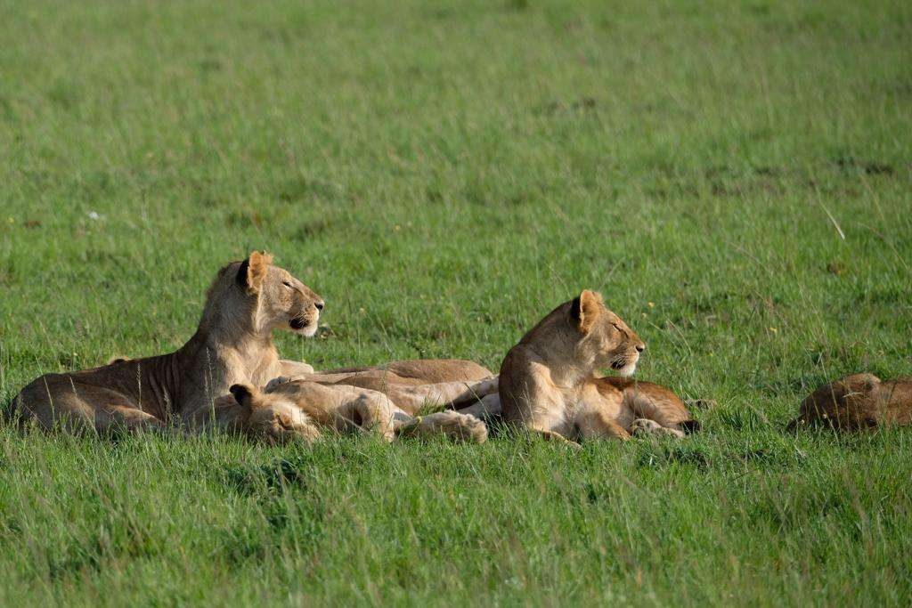 Mara & Amboseli Combo — 5 Days