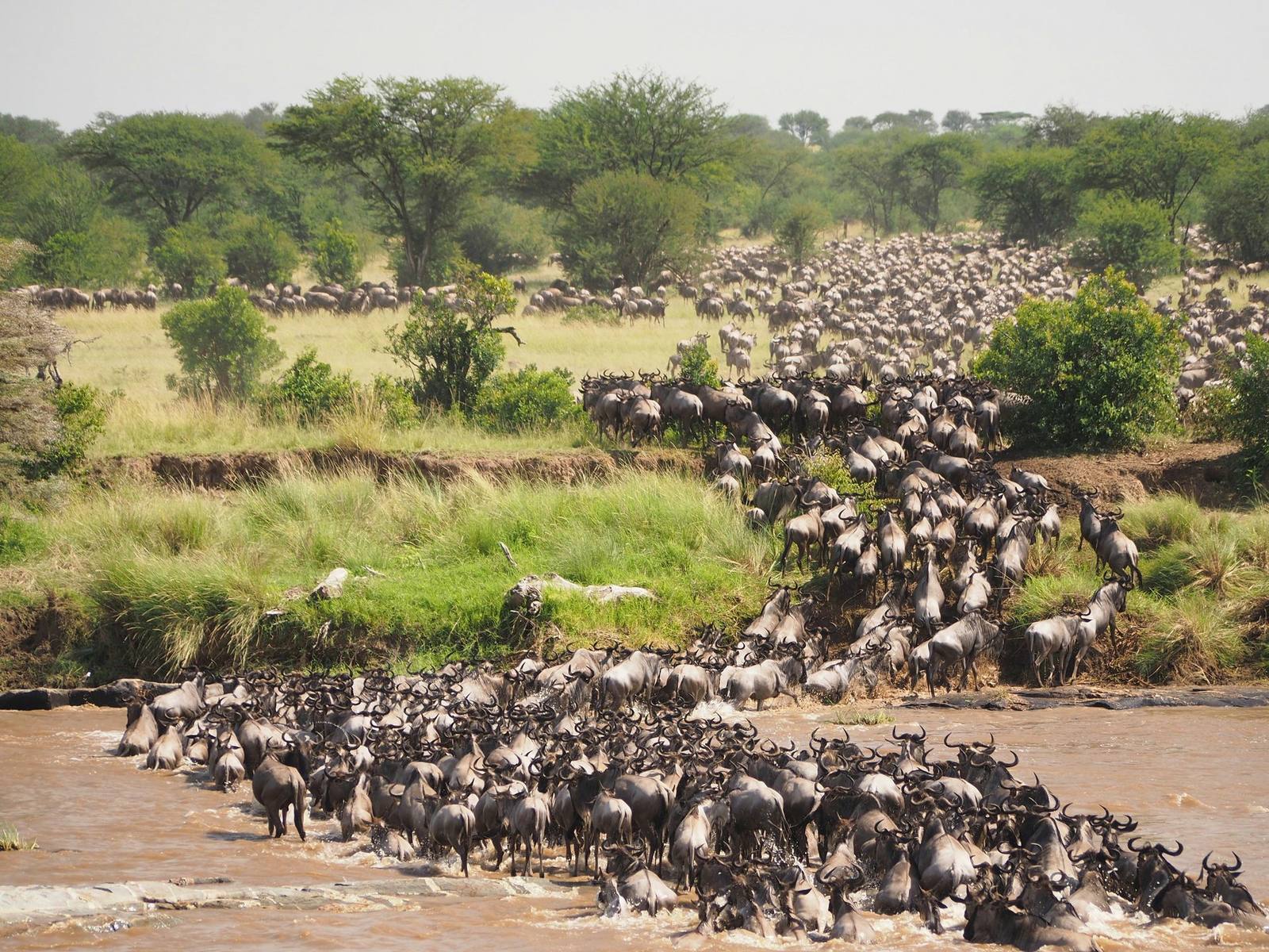 Maasai Mara Classic — 3 Days